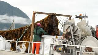 Cascadia Seaweed Harvest Video 2023