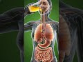 How Honey Affects Your Body 🍯 | 3D Medical Animation Inside Human Body#Honey #3DAnimation