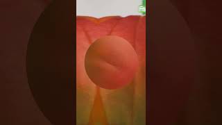 Beat The Heat With A Burst Of Sunshine In Every Sip