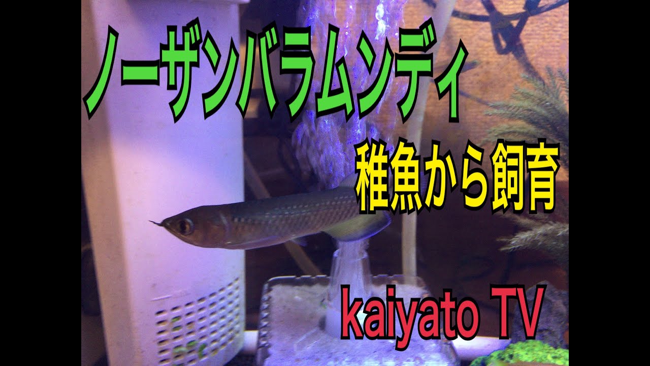 古代魚飼育 ノーザンバラムンディ稚魚から飼育 Youtube