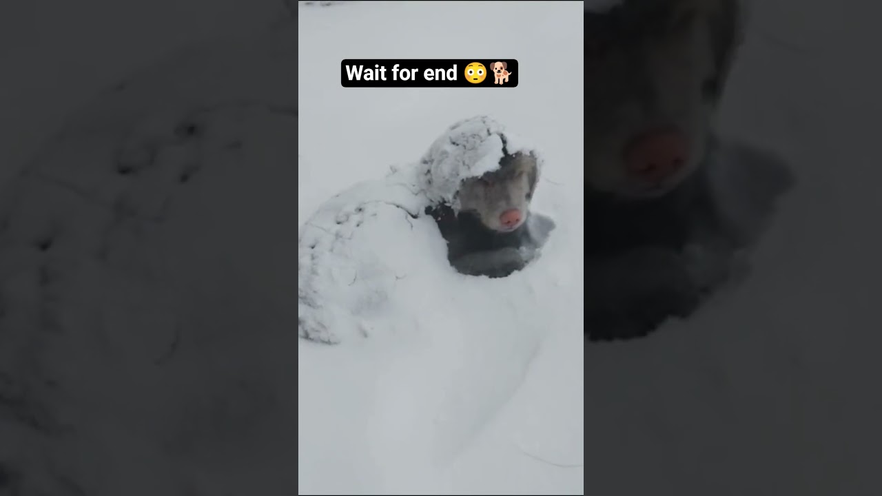 ice ke bich बेचारा kuta 😳😳