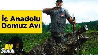 İç Anadolu Domuz Avı  Av Sanatı  Mehmet Şahmaran  Yaban Tv -  Wildboar Hunting