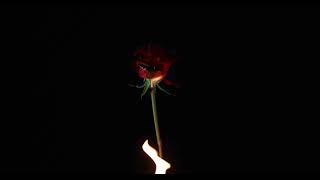 Mayıs 11 - [Fanmade] / Ai Müzik Evi / Serisi & Hayran Yapımı & / Suno Ai