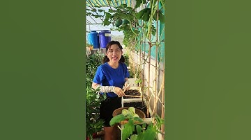 Hái dưa lưới nha!!#nhatrangsadec #thuytrangsadec #trongrausanthuong