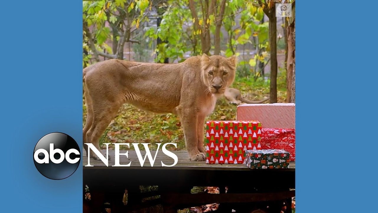 Animals at London Zoo open Christmas presents  l ABC News