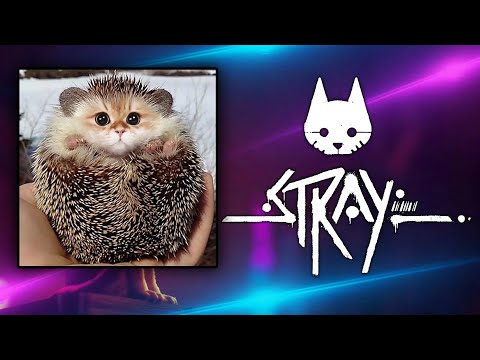 Видео: Игра от зрителя Tamrog  "Stray" \ Стрим на твиче