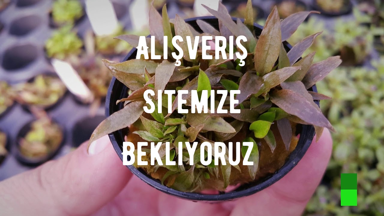 Akvared Akvaryum Bitkileri - Cryptocoryne becketti