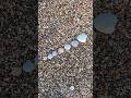 The evolution of seashells. #beautyseashell #shell #beach #shorts