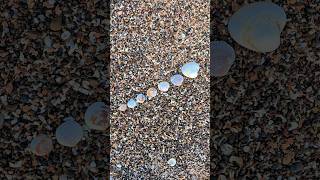 The evolution of seashells. #beautyseashell #shell #beach #shorts