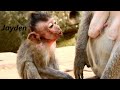 So Adorable Monkey JAYDEN Hungry And Crying Request Milk From Mom But Jade Ignore | Sounds Monkey