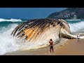 10 des plus gros monstres marins jamais capturs