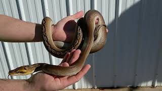 1/13/26 Phantom Motley Reticulated Python Male
