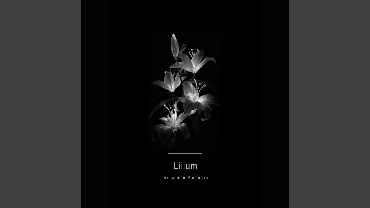Lilium