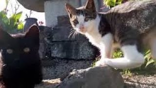 道路をトコトコ歩く子猫についていったら