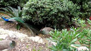 Peacocks fighting over bread