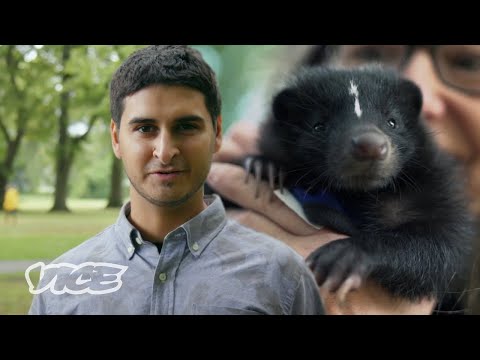 Video: Waar word skunks gevind?