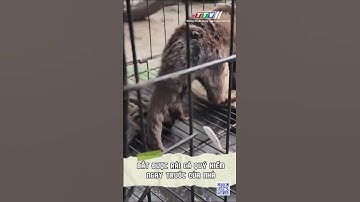 BẮT ĐƯỢC RÁI CÁ QUÝ HIẾM NGAY TRƯỚC CỬA NHÀ