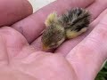 Button quail mashup