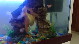 The Spawning Chase by Goldfish