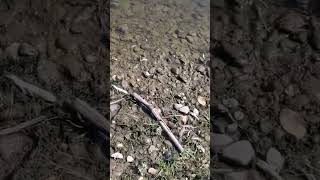 Mass Fish Die Off Death Buffalo River Buffalo NY August 3rd 2023