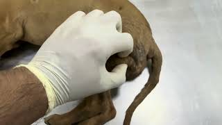 Sunday Rescue: Mangoworm Removal from 2 Stray Puppies | Full Veterinary Treatment