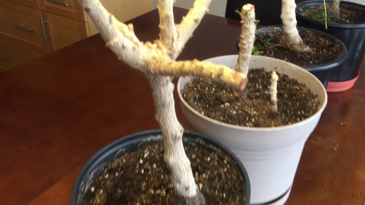 Croton from seed and croton cutting. YouTube