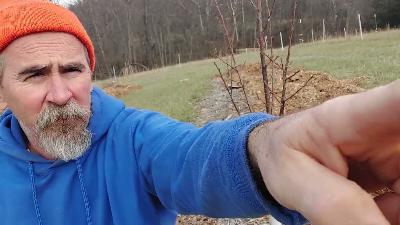 deer and rabbit damage to fruit trees. fix. bone sauce and tree guards.