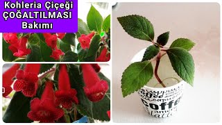 Kohleria Çiçeği. Kohleria Çiçeğinin Bakımı Ve Çoğaltılması. Japon Küpelisi Çiçeği.