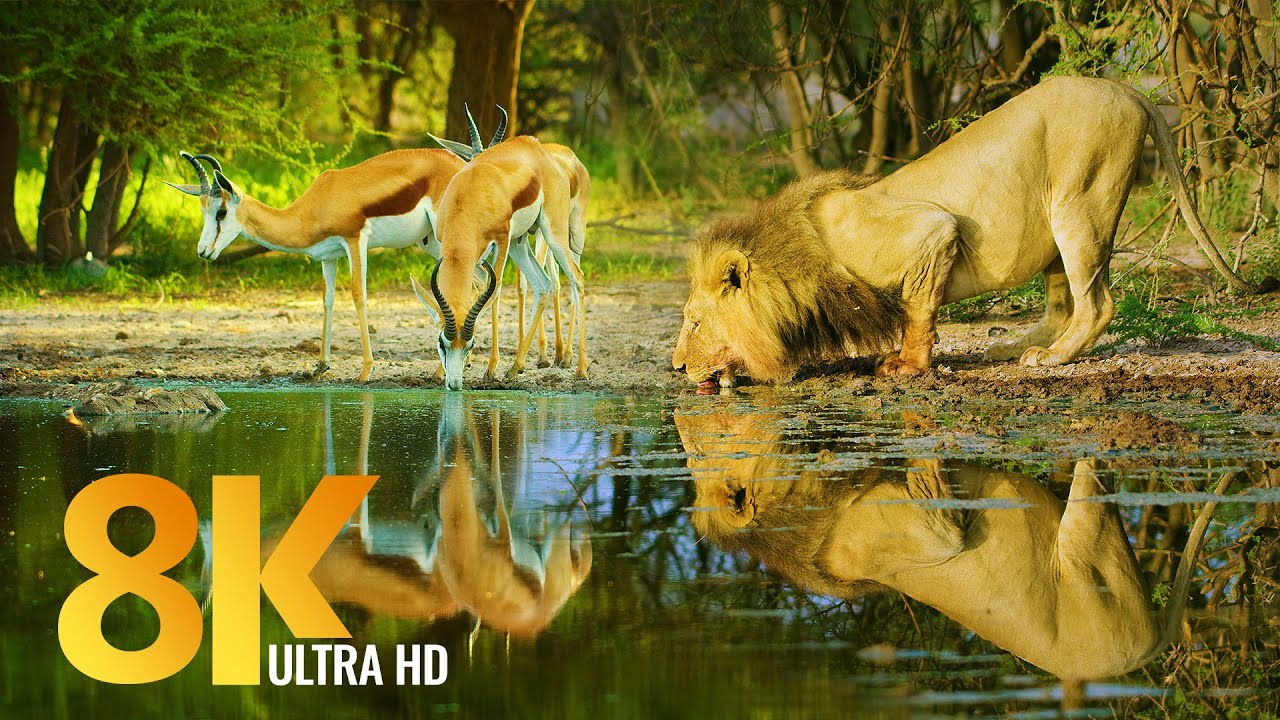 Amazing Wildlife of Botswana   8K Nature Documentary Film with music