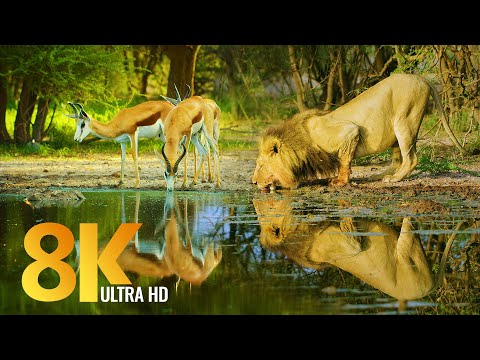 Tierwelt von Botswana - 8K Naturdokumentarfilm (mit Musik)