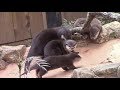 コツメカワウソ一家（埼玉県こども動物自然公園）Otter's Family