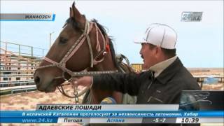 Адаевские лошади(Число фермерских хозяйств, занимающихся разведением казахских тулпаров породы Адай, растет. На фермах,..., 2012-11-25T05:15:43.000Z)