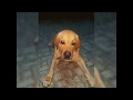 Lab Tricks