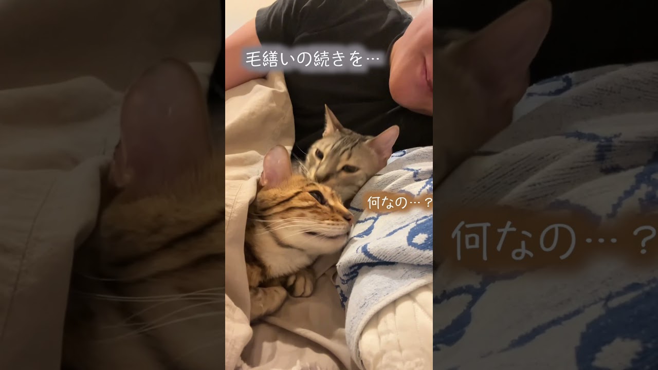 普段布団で寝ないのに寒くなってきたから布団で寝るネコ #ルトロゼ #ベンガル #cat