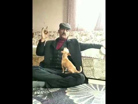 Köpeğe ulumayı öğreten
