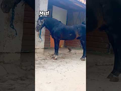 عود علفة الكرايش فنتازيا الجزائر 915