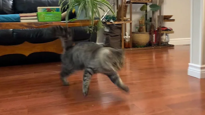 Watch the video about My Cat&rsquo;s Wildest Zoomies Yet&hellip;Total Mayhem Unleashed! 😹💨