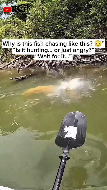 “The Craziest Fish Chase Ever! 🐟💨” #fishingshorts #trandingfishing #fishinglife