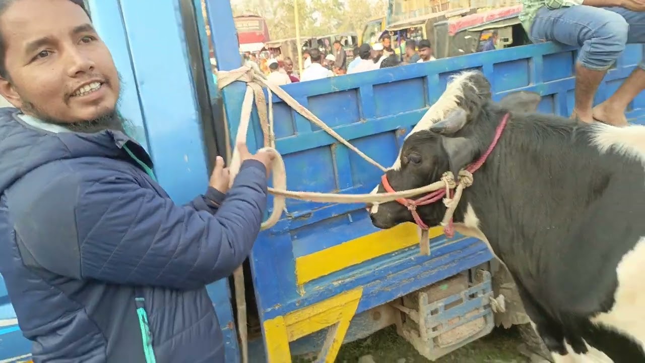 এত কম দামে গরু।।