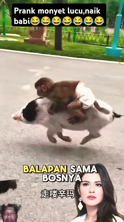 Prank monyet lucu naik Babi #komedy#lucu#kocak