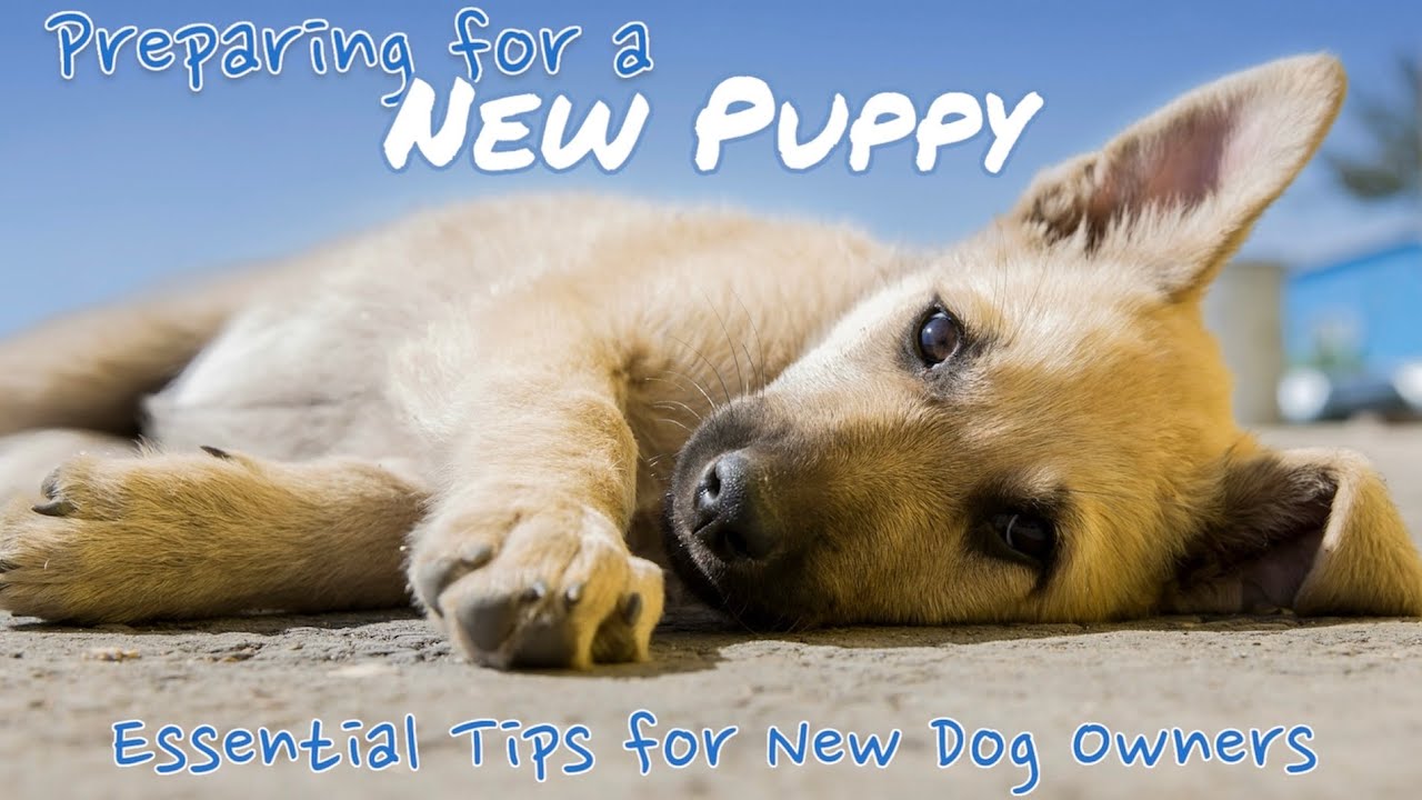 HOW TO: Prepare for a New Puppy - Essential Tips for New Dog Owners ...