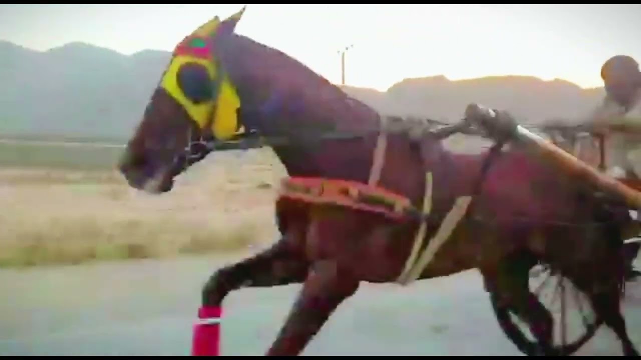 Quetta Tanga hores races  whepim vs ropa ghori winner ropa ghori