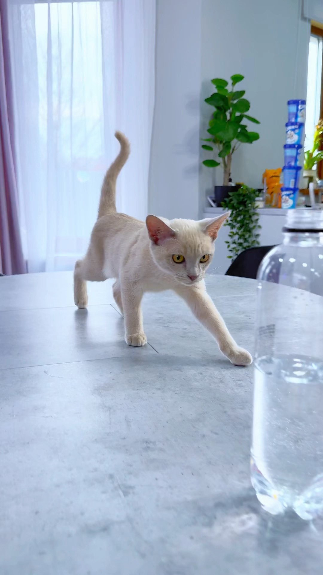 The Cat Just Wanted To Do A Favor ??? #katebrush #shorts #cat #kitten