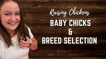 YOU can raise chickens for EGGS | Part 2 - Raising chicks & picking chicken breeds