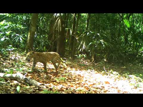 Jaguar and jaguar cub captured on camera in Mexico by Gerardo Ceballos