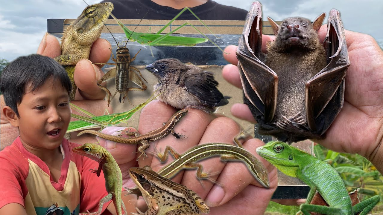 Found the poor big bat‼️catch baby bird, baby lizard, chameleon, locust, frog, cricket