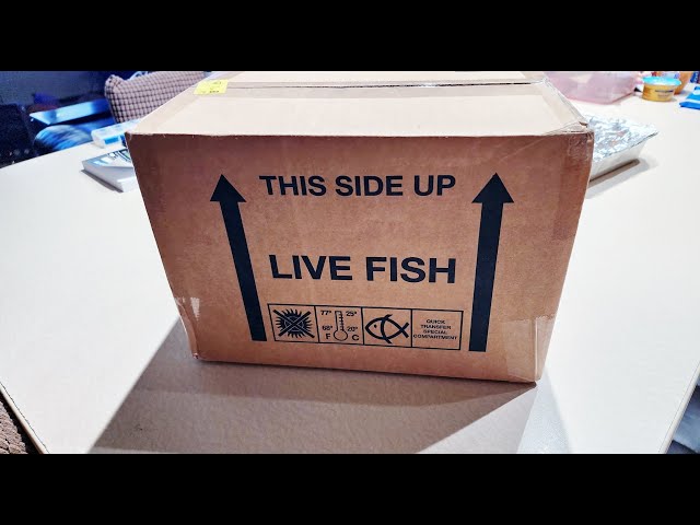 build a live fish box J-star Large Breeder for Aquarium Tank, Acrylic Breeding Box for Guppy/Betta/Shrimp/Clownfish, Baby Fish Hatchery & Isolation Tank proof tackle box that could withstand salt water 136 orders are heading