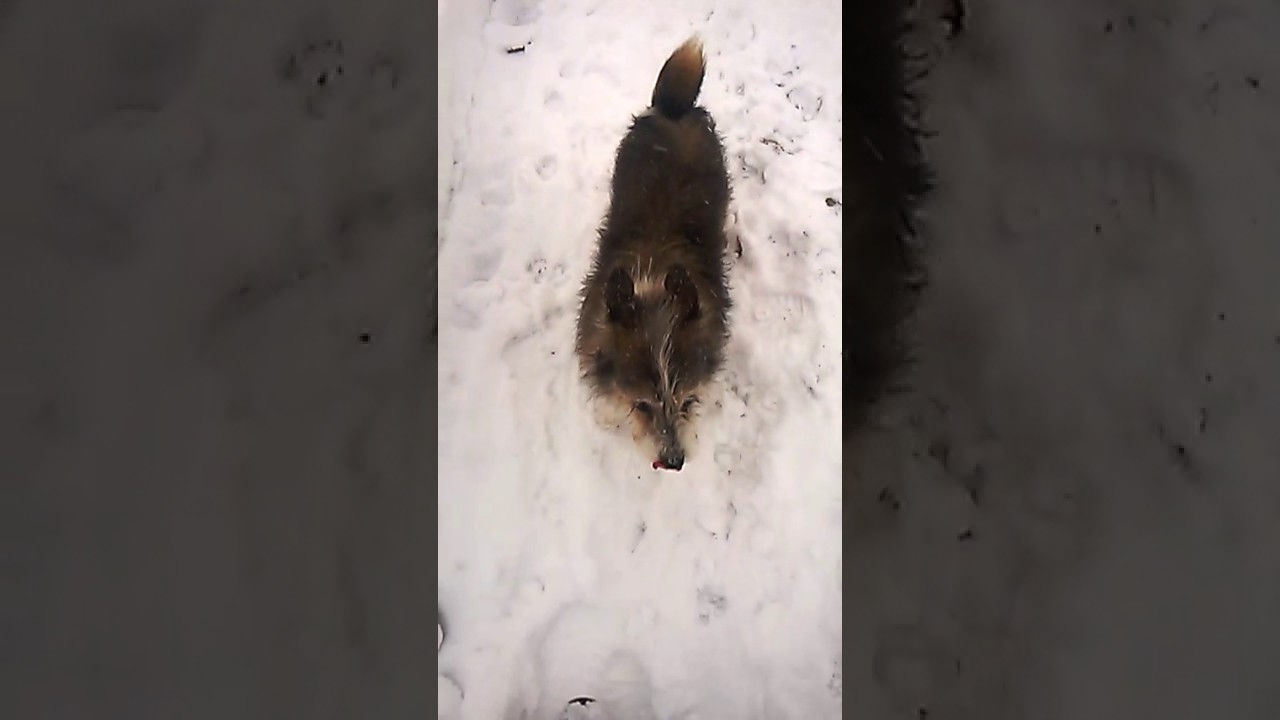 Kika in the snow stray dogs article