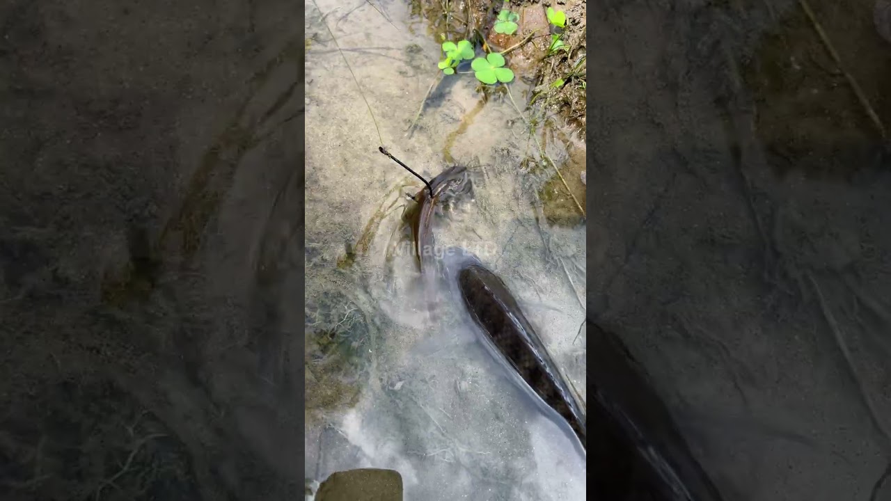 🎣 Fishing for LIFE in a Desi Village | A Day of Traditional Fishing in Rural Life 🌾 Village Ltd