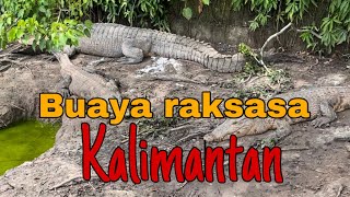 BUAYA BESAR DI PENANGKARAN TERITIP, BALIKPAPAN